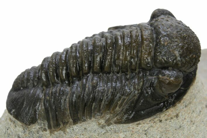 Gerastos Trilobite Fossil - Foum Zguid, Morocco #310279